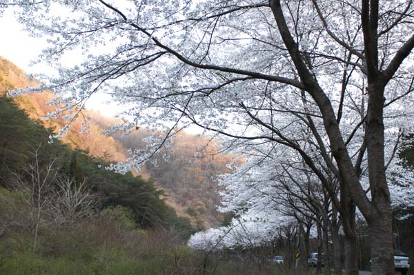 햇빛보다 더 눈부신 꽃빛 